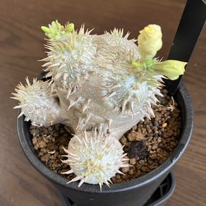 パキポディウム　恵比寿大黒,和室の画像