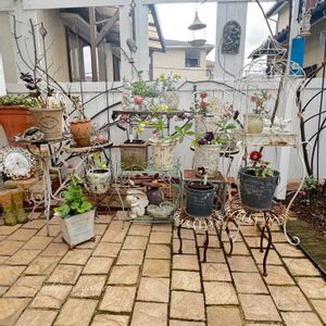 クリスマスローズ,咲いた！,マイガーデン,手作りの庭,花のある暮らしの画像