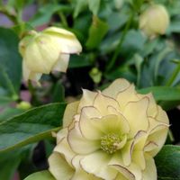 クリスマスローズ,地植え,名前不詳,ウクライナに平和を,庭の画像