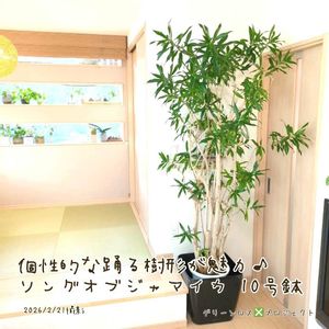 ドラセナ,ソングオブジャマイカ,ソングオブジャマイカ,ドラセナ ソングオブジャマイカ,ドラセナ ソングオブジャマイカの画像