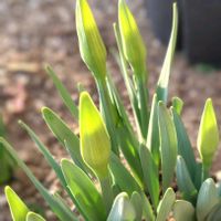 スイセン,春のお花,小さい花壇の画像