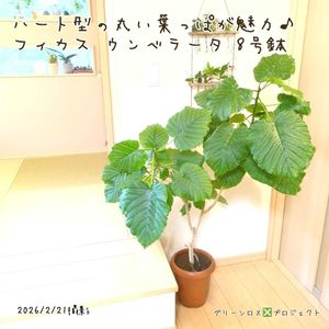 ウンベラータ,ウンベラータ,フィカス　ウンベラータ,フィカス　ウンベラータ,フィカス・ウンベラータの画像