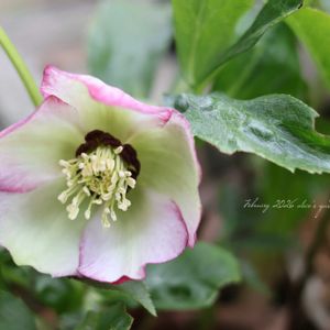 クリスマスローズ,花のある暮らし,緑のある暮らし,HTC,信楽狸倶楽部の画像