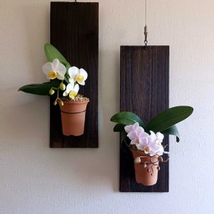 ファレノプシス,胡蝶蘭,ミニ胡蝶蘭,ミニ胡蝶蘭,洋ランの画像