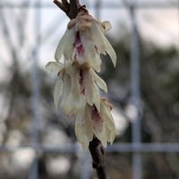 ロウバイの画像