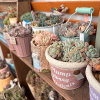 多肉,エケベリア,多肉植物,葉挿し,ベランダガーデンの画像