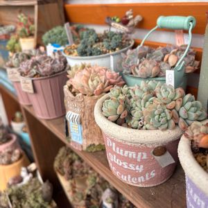 多肉,エケベリア,多肉植物,葉挿し,ベランダガーデンの画像