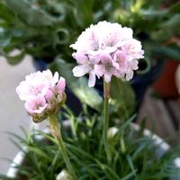 アルメリア,アルメリア　アルマダ,ピンク色の花の画像