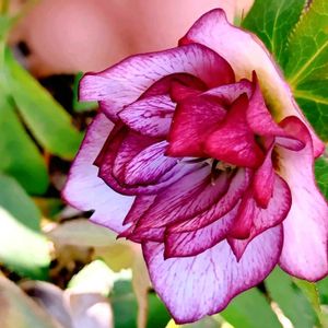 クリスマスローズ,クリスマスローズ ダブル,レンテン・ローズ,実生,ピンクの花の画像