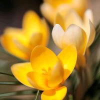 クロッカス,ビタミンカラー,庭の画像