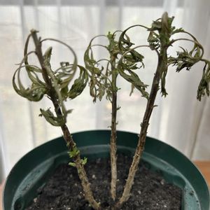 マーガレット,マーガレット,マーガレット,マーガレット,挿し木の画像