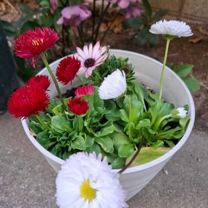 ノースポール,ハツコイソウ,ビオラ,チロリアンデージー,玄関の画像