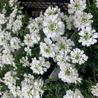 イベリスの画像