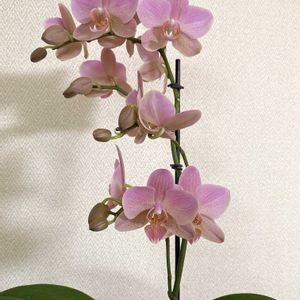 胡蝶蘭,Van. Viboon Velvet,胡蝶蘭 シスコ,楽しみ〜,花のある暮らしの画像