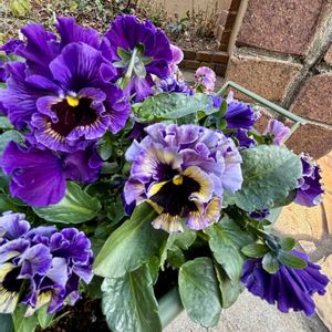 ビオラ,鉢植え,可愛い,美しい,可愛らしいビオラの画像