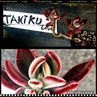 ハムシーの画像