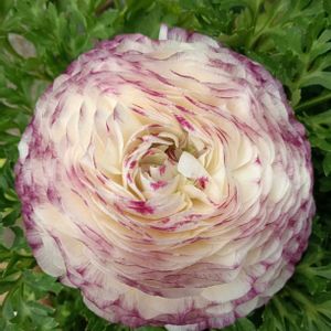 鉢植え,花のある暮らし,私の癒やし,植物のあるくらし,部屋の前の画像