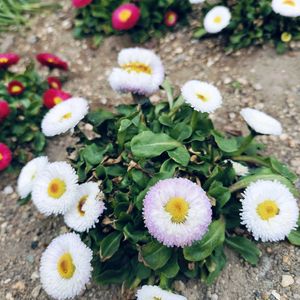 楽しみ〜,かわいい♡,太陽の光を浴びて,ありがとう♪,元気に育ちますようにの画像