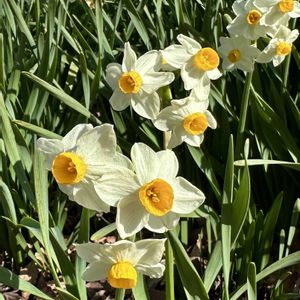 スイセン,水仙,岐阜県,多肉男子,岐阜の画像