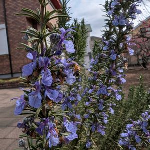 ローズマリー,ローズマリー,直立性,畑の画像