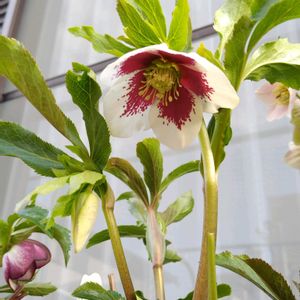 鉢植え,杉山交配クリスマスローズの画像