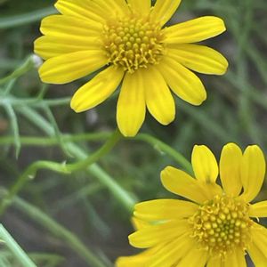 ダークベルクデージー,花壇,ガーデニング,山野草,キク科の画像