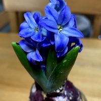 ヒヤシンス,ヒヤシンス,ヒヤシンス,あねもね,みもざの画像