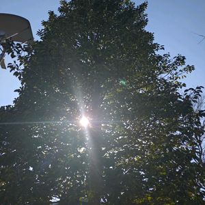 ベランダガーデン,癒し,青空,太陽に輝く,ヒヨドリに花びら食べられるの画像