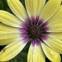 オステオスペルマム,花壇,ガーデニング,山野草,キク科の画像