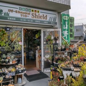 多肉植物,ウラボシ科,ビカクシダ属,食中植物,塊根の画像