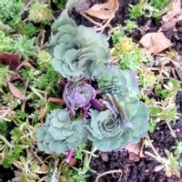 オダマキ,セダム,庭の画像