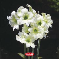 アマリリス,アマリリス,切り花,ガーデニング,タネの画像