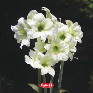 アマリリス,アマリリス,切り花,ガーデニング,タネの画像