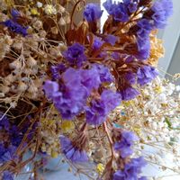 スターチスの画像