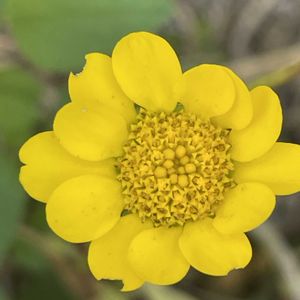 クリサンセマム ムルチコーレ,花壇,ガーデニング,山野草,キク科の画像