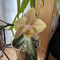 胡蝶蘭,マザーチーク,洋ラン,花が咲いた,珍奇植物の画像