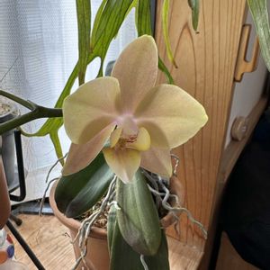 胡蝶蘭,マザーチーク,洋ラン,花が咲いた,珍奇植物の画像