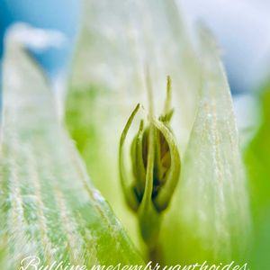 Bulbine mesembryanthoides,メセブリ,ブルビネ青い光,窓辺の画像