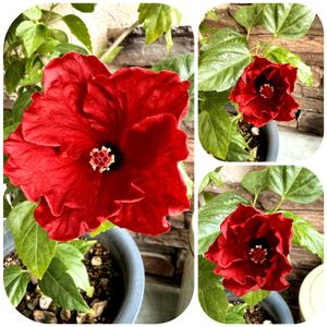 カーネーション,ハイビスカス,ハイビスカス,ポインセチア,ポインセチアの画像