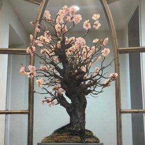 野梅,野梅,野梅,野梅,甲州野梅の画像