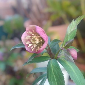 クリスマスローズ,原種シクラメン コウム,ガーデニング,マイガーデン,花のある暮らしの画像