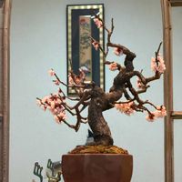 野梅,野梅,野梅,甲州野梅,甲州野梅の画像