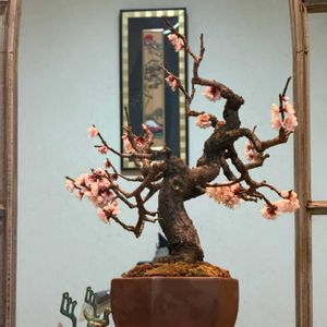 野梅,野梅,野梅,甲州野梅,甲州野梅の画像