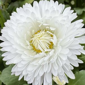 デージー,今日の１枚,今日のお花,花のあるくらし,お出かけ先の画像