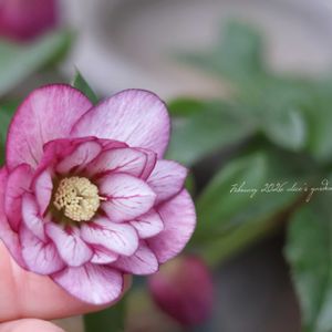 クリスマスローズ,鉢植え,花のある暮らし,緑のある暮らし,HTCの画像