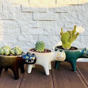 サボテン,銀手毬,金烏帽子,トルカ,多肉植物の画像