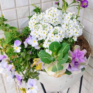 ストック,葉牡丹,ビオラ,プリムラ マラコイデス,スーパーチュニアの画像