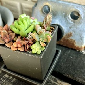 多肉,ちまちま寄せ,玄関アプローチの画像