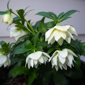 クリスマスローズ,花のある暮らし,クリスマスローズの世界展,ドライフラワーのある暮らし,玄関アプローチの画像