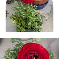 ラナンキュラス,ワイルドストロベリー,ラナンキュラス スプリンクルス,牛の日,真っ赤な火曜日の画像